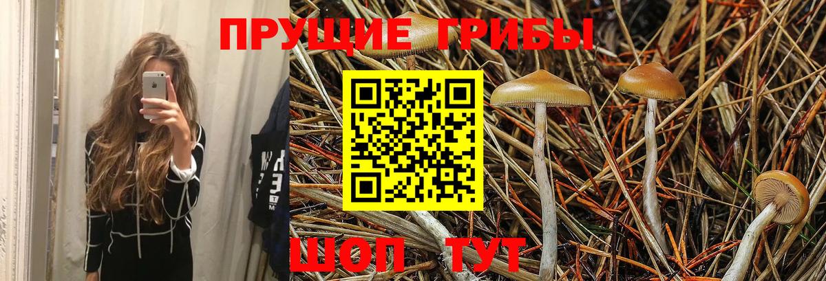 Галлюциногенные грибы Cubensis  Вход с VPN  Балашиха  Псилоцибиновые грибы мухоморы 